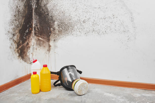Best Best Mold Removal Companies  in Grayvle, IL