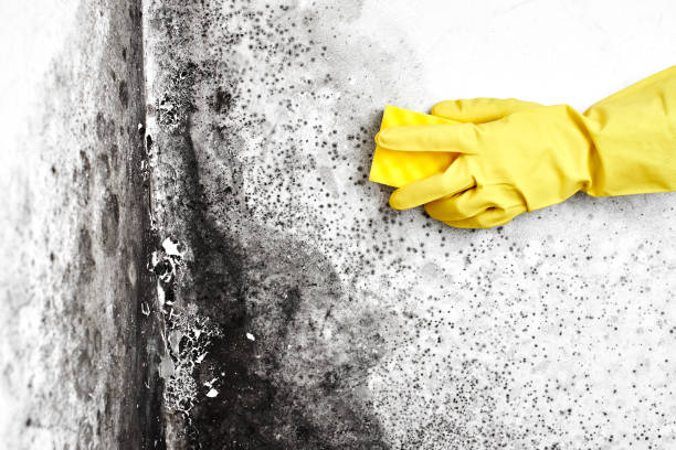 Best Certified Mold Removal  in Grayvle, IL