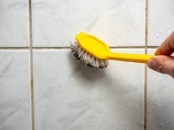 Best Fast Mold Removal  in Grayvle, IL