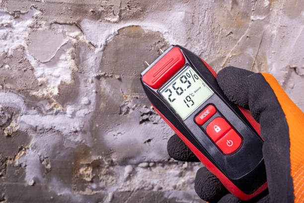 Best Black Mold Removal  in Grayvle, IL