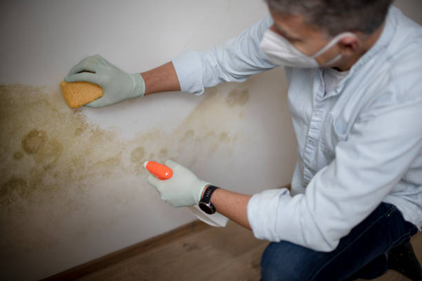 Best Professional Mold Removal  in Grayvle, IL