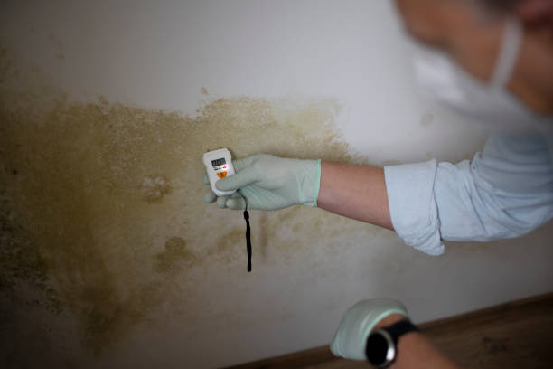 Best Crawl Space Mold Removal  in Grayvle, IL