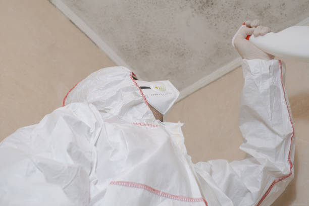 Best Toxic Mold Removal  in Grayvle, IL