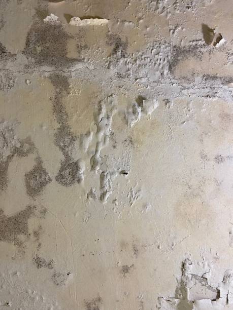 Best Mold Damage Repair  in Grayvle, IL