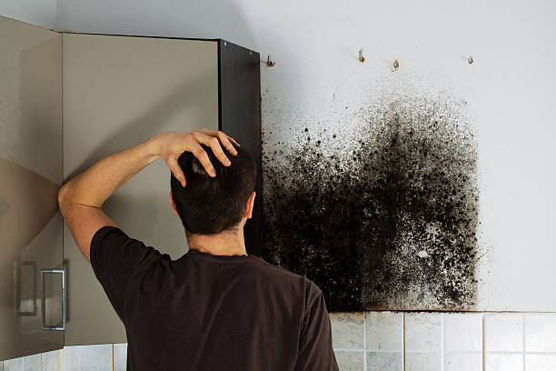 Best Mold Remediation  in Grayvle, IL