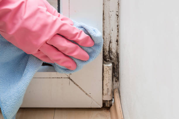 Best Affordable Mold Removal  in Grayvle, IL