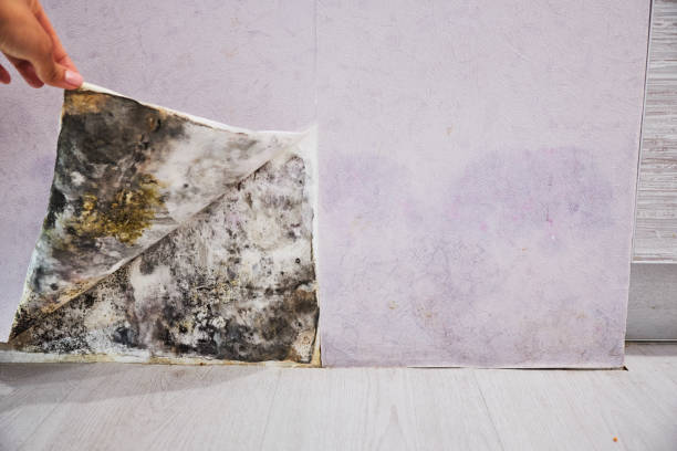 Trusted Grayville, IL Mold Removal Experts